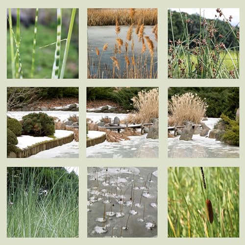 WASSERPFLANZEN WOLFF - heimischer, natürlicher Eisfreihalter für den Teich, verhindert das Zufrieren der Oberfläche des Gartenteiches im Winter, Qualitätsstauden - 4er Mix im 19cm PFLANZKORB