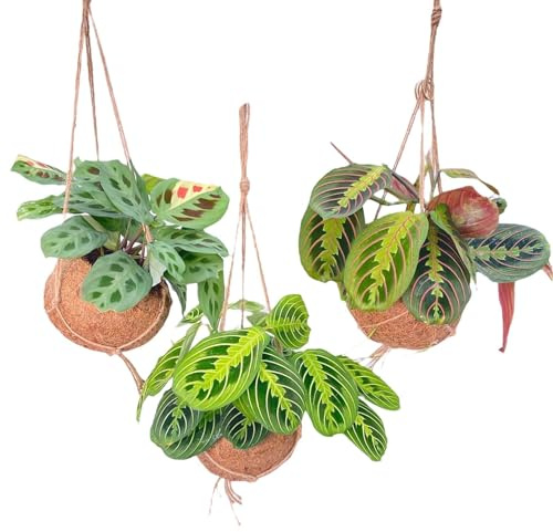 Kokodama Maranta Mix - 3 pièces - 20cm - Ø15cm - Plante d'intérieur - Vert persistant - Multideal