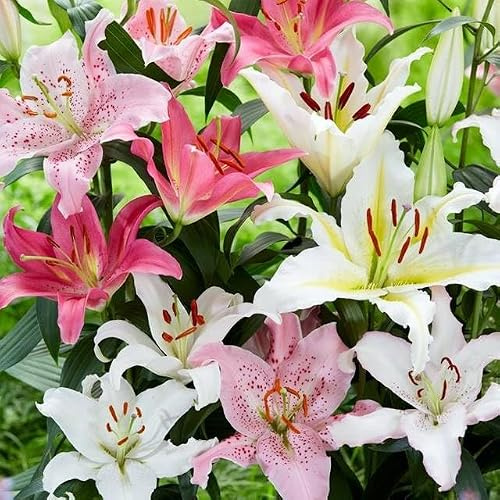 Set 5 Stk. Baumlilie Asiatische Orientalische Lilienzwiebeln Riesenlilien Lilium Zwiebeln Knollen Winterhart mehrjährig duftenden Prachtblüten Hochgewachsene Lilie (Set 5 Stk. - orientalische Lilie)