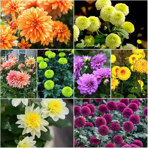 semillas de dalia resistentes - jardín de en resistentes al aire libre bonsai balcon perennes perenne resistente, semillas 50pcs