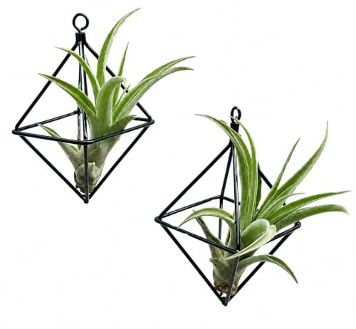 Set de 2 Perchas de Metal Negro con Tillandsia Capitata – Macetero Colgante Minimalista – Plantas Aéreas Naturales – Decoración Moderna