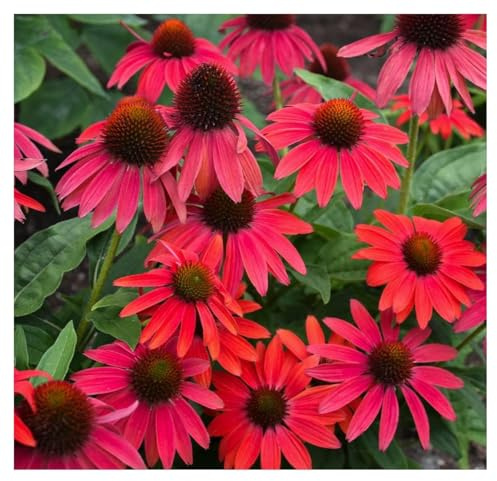 Stauden Gänge 10 x Echinacea purpurea 'Lakota Red' Roter Purpursonnenhut | Roter Sonnenhut – winterharte Staude & Dauerblüher für Sonne, mehrjährig, bienenfreundlich, 9x9 cm Topf