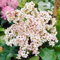 Bergenia Bressingham White - Planta Orejas de Elefante | Perenne de Jardín Siempreverde