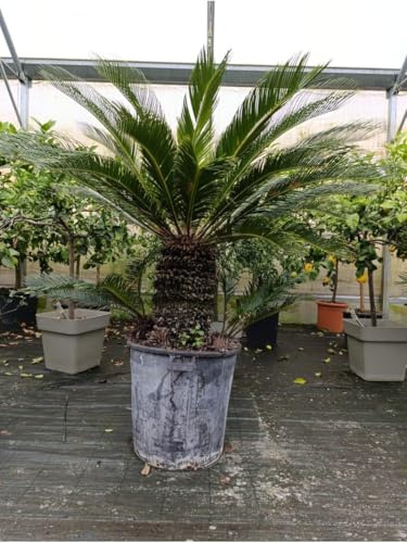 Cycas Cicas Revoluta palma nana in mastello diametro 55 cm, tronco 40 cm, altezza totale 100 cm, pianta ornamentale sempreverde da esterno e interno luminoso, ideale per giardino e terrazzo