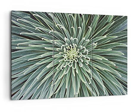 Mehrteilige Bilder auf Leinwand Agave Grün Pflanze Leinwandbild 105x70cm Wandbilder Dekoration Wohnzimmer Schlafzimmer Set 3 teilige Groß Wanddeko Bild Wand Kunstdruck Art Decor Canvas CE105x70-4905