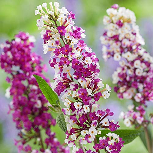 Buddleia Berries & Cream - Butterfly Bush | Hardy Flowering Garden Shrub in Pot
