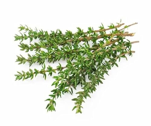 Semillas para el Cultivo de Tomillo Thymus Vulgaris Planta Aromática de Exterior