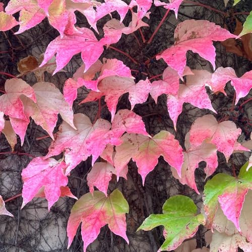 wilder wein - exotische parthenocissus tricuspidata - schnellwachsende kletterpflanzen garten balkon deko steingartenpflanzen winterhart 350samen