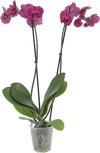 Orquídea Morada Phalaenopsis Flor Natural Planta con Flores Moradas
