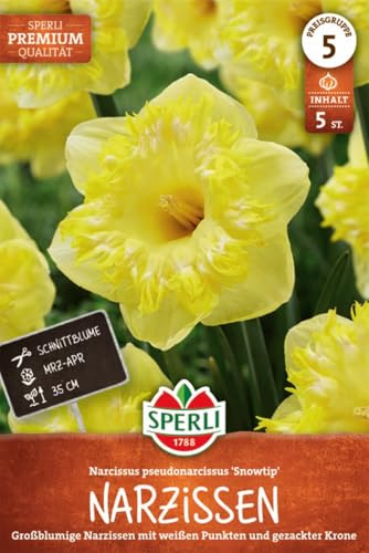 Sperli Premium Narzisse Snowtip – Großkronige Blumenzwiebeln, Ideal als Schnittblume, Duftende Narzissen mit Weiß-Gelben Blütenspitzen