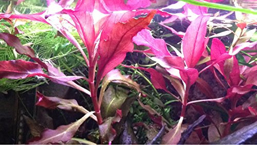Alternanthera cardinalis double red - live aquarium plant