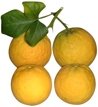 10 Samen ★ ★ Winterharter Orangenbaum ★ ★ ''poncirus trifoliata'' -Bitterorange- ★★ -25°C ★★