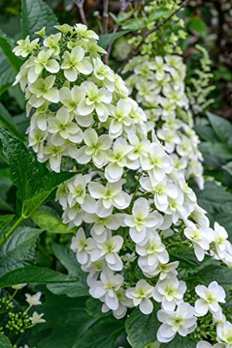 Hydrangea White Potted Plant Hardy Shrub, Snowflake with Conical Flowers, Supplied as 1 x 12cm Hydrangea Snowflake Pot by Suttons (1 x 12cm Hydrangea)
