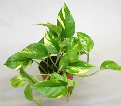Scindapsus Golden pothos - Devils Ivy in 12 cm Pot Approx 25 cm Tall
