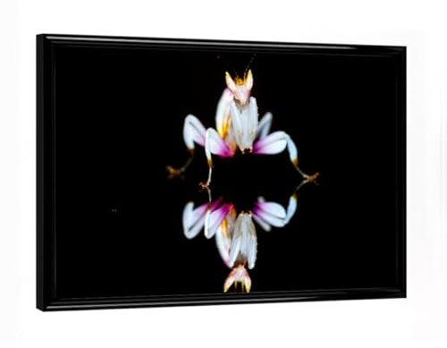 artboxONE Poster mit schwarzem Rahmen 18x13 cm Tiere Die Orchideen Fangschrecke - Bild gottesanbeterin