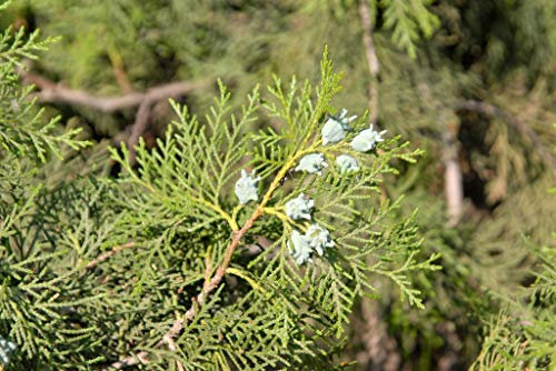 Semi d'oro Oriental Tuia Albero (Platycladus Orientalis Aurea) 15+ semi (15 semi)