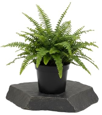 Nephrolepis Exaltata | Helecho Verde de Boston DECOALIVE Medida 12 cm Planta para Hogar Acogedor