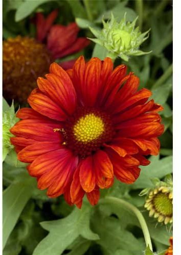 Gaillardia x grandiflora 'Burgunder' - Großblumige Garten-Kokardenblume 'Burgunder' - 9cm Topf