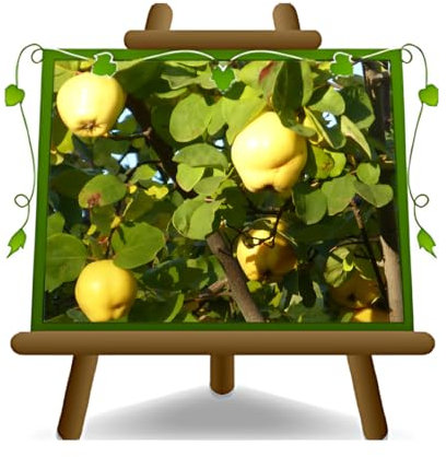 EURO PLANTS VIVAI Cotogni Melocotogno Melo Cotogno var Champion - Pianta da Frutto Antico - Pianta su Vaso da 20 - Max 170 cm - 2 Anni