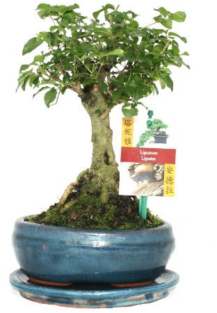 Exotenherz Bonsai Chin. Liguster - Ligustrum sinensis - ca. 6 Jahre - Kugelform