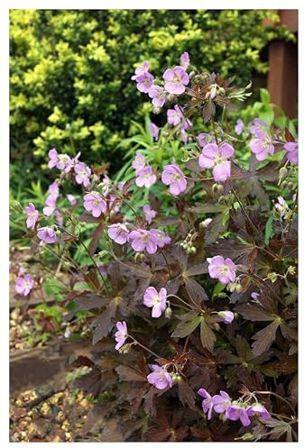 Stauden Gänge 3 x Geranium maculatum 'Espresso' winterhart | Winterharter Bodendecker für Sonne bis Halbschatten, Blüte April bis Juni, mehrjährig, 9x9 cm Topf