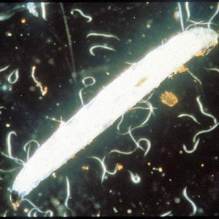 SF Nematoden - Nützlinge gegen Apfel- und Pflaumenwickler 12 Mio. für ca. 24 m²