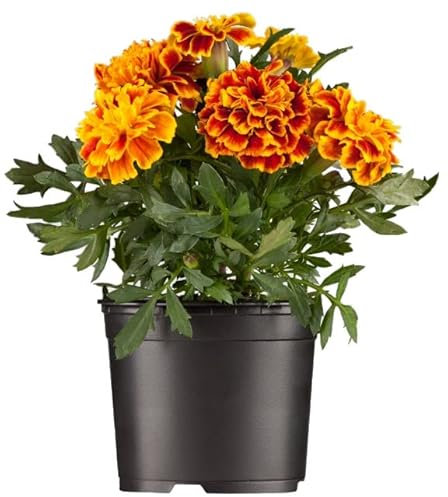 Planta Natural de Tagete - Flor de Exterior Conocida como Clavel Moro
