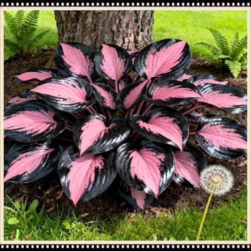 Mix di Hosta tollerante all'ombra, varietà miste, specifica per le zone d'ombra dei giardini, ideale per l'architettura del paesaggio-15 PCS-I
