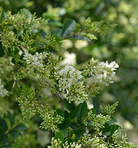 Ovalblättrige Liguster 60-80cm - Ligustrum ovalifolium - lebende Gartenpflanze aus den Baumschulen