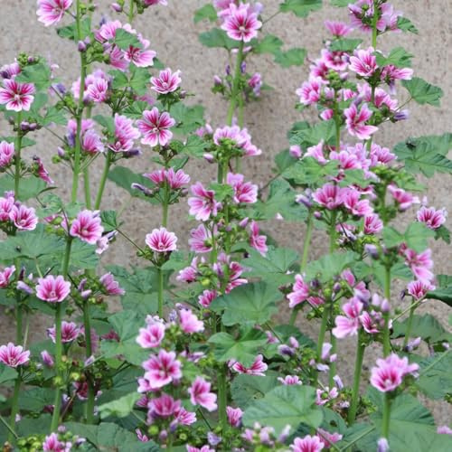 semi di malva perenne resistente, ombra, recisi di malva di campo, aiuole rialzate di campo da balcone, 100pcs