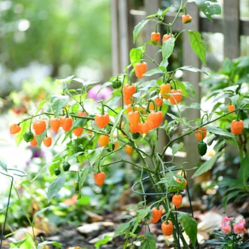 Comprar semillas de habanero Camas elevadas para el jardín, comprar de invierno, chile de invierno, crecimiento 120pcs