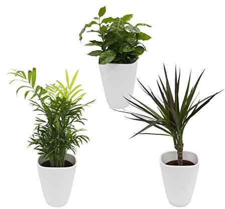 Dominik Blumen und Pflanzen, African-Set, Dracena Marginata, Kaffee-Pflanze mit Zimmerpalme und Dekotopf, weiß