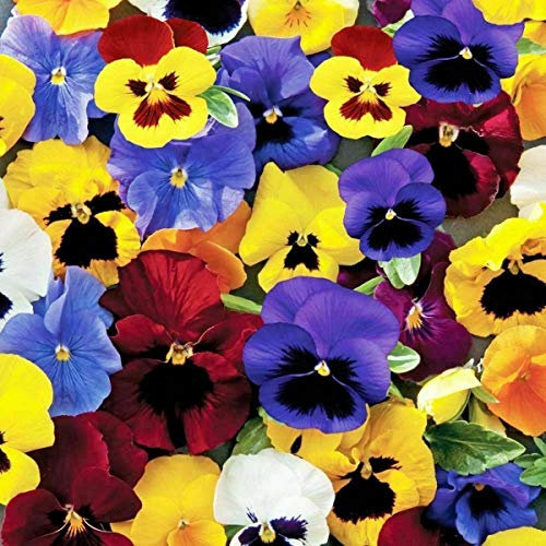 50 Pansy Tempo Mix Seeds - Mixed Colour Pansy Flowers - 50 Seeds