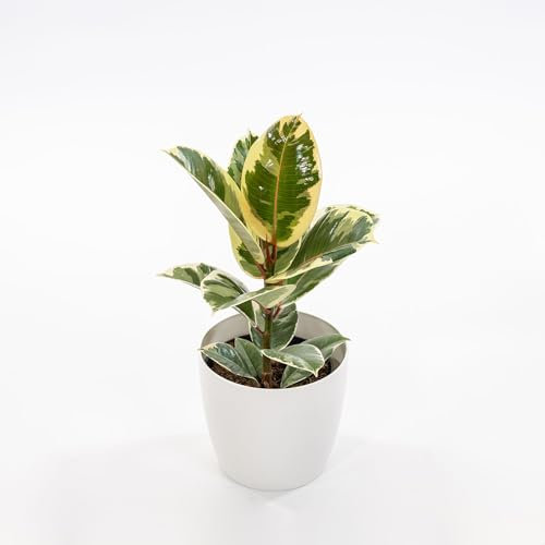 Pianta vera di Ficus elastica Tineke - Diametro Vaso Ø 12 cm