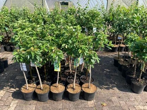1 Kirschbaum Süßkirsche Burlat im Topf 100cm Terrassenobst Obstbaum Kirsche, Traditions-Süßkirsche ‘Burlat’ – extra süß, aromatisch & früh tragend