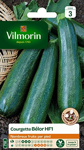 Vilmorin 3486443 Pack de Graines Courgette Belor HF1 Obtention