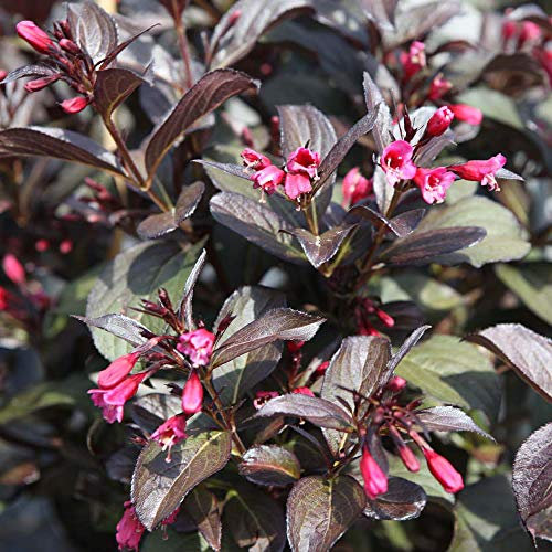 Thompson & Morgan Hardy Perennial Weigela ‘Victoria’, Flowering Shrub, Potted Garden Plants Ideal for Cottage Gardens, Patio and Containers (1 x 3.5 Litre Pot)
