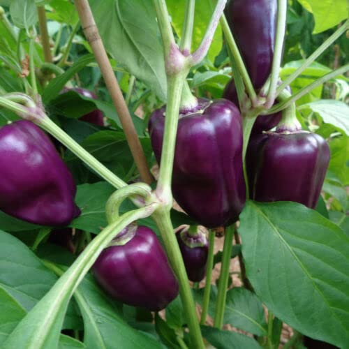 20 graines POIVRON Violet DE POLOGNE ODA (Cap. an.) T04 Purple Sweet Pepper Seeds:Seeds
