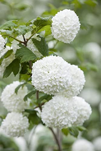 Viburnum opulus 'Roseum' 150-175 cm - Schneeball, weiße Blüten, Blütezeit Mai-Juni, ideal für Hecken, bienenfreundlich, winterhart