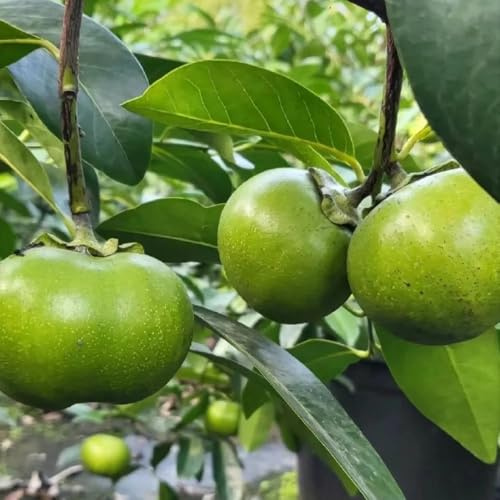 semi di cachi neri - diospyros digyna - cachi resistente rare, interno budino al cioccolato con sapote nero sapote, resistenti 35pcs