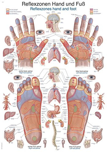 Erler-Zimmer Lehrtafel Reflexzonen Hand und Fuß