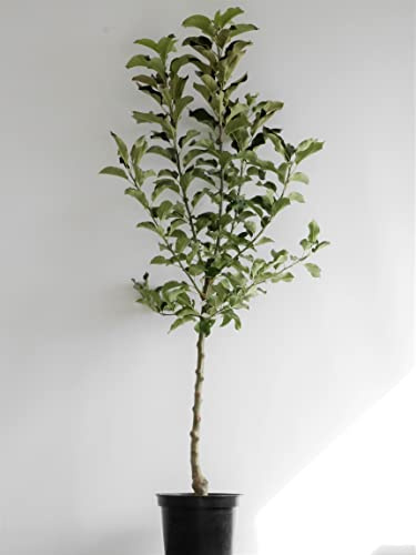 Apfel 'Kaiser Wilhelm' ca. 150cm im 10 Liter Topf