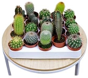 Pack de Veinte Cactus Naturales Plantas de Interior o Exterior