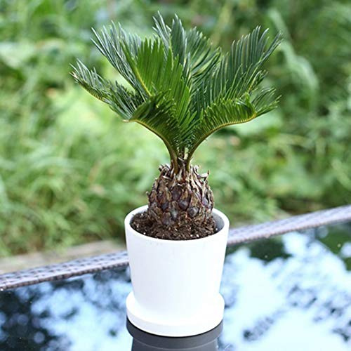 Benoon Semi Di Cycas, 1 Sacchetto Semi Di Cycas Dioecismo Medicinali Diverse Forme Gimnosperma Da Giardino Per Parco Semi di Cycas