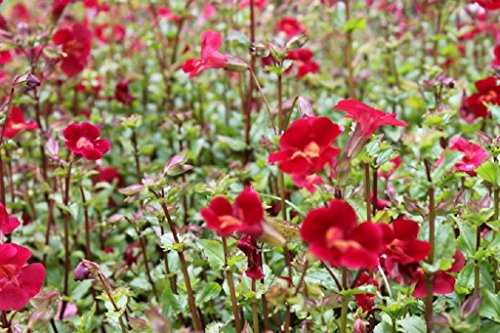 WASSERPFLANZEN WOLFF - Mimulus cupreus 'Roter Kaiser' - Gauklerblume, rot - QUALITÄTSSTAUDE durchwurzelt im 9x9 cm Topf