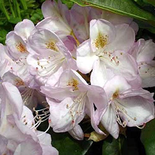 Rhododendron 'Gomer Waterer' 40-50 cm en conteneur