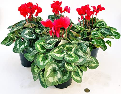 POWERS TO FLOWERS - CICLAMINO A FIORE GRANDE ROSSO, CICLAMINO DA BALCONE, 4 PIANTE, VASO 14CM Diametro, piante vere