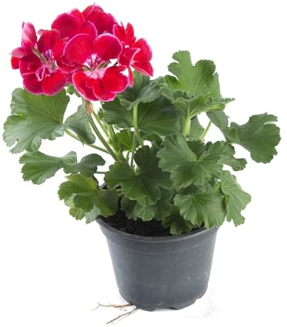 Planta Natural Geranio para Terraza, Balcón y Jardín Flores de Colores