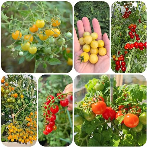 semillas de tomate grosella, as resistentes para el jardín semillas jardín balcón verdes tomate balcón 300pcs