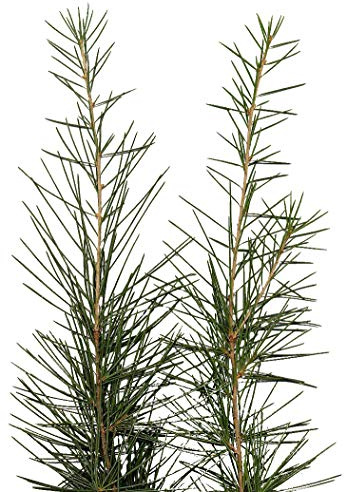 Himalaya-Zeder -Cedrus deodara- -Winterhart- 10 Samen **Bis zu 35 Meter hoch**